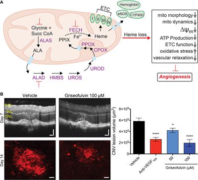 Mitochondrial Heme Synthesis Enzymes as Therapeutic Targets in Vascular Diseases